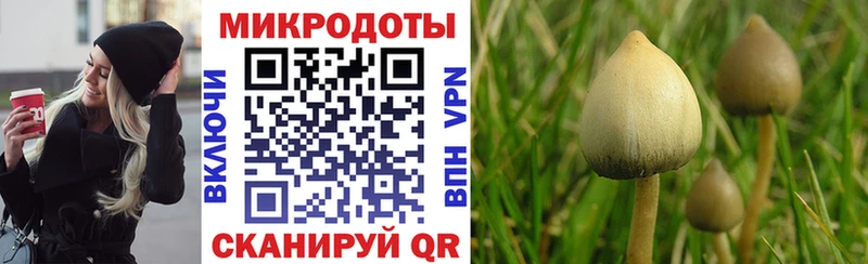 Купить Валдай Галлюциногенные грибы Psilocybe